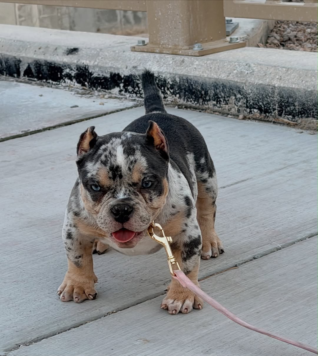 Rosie