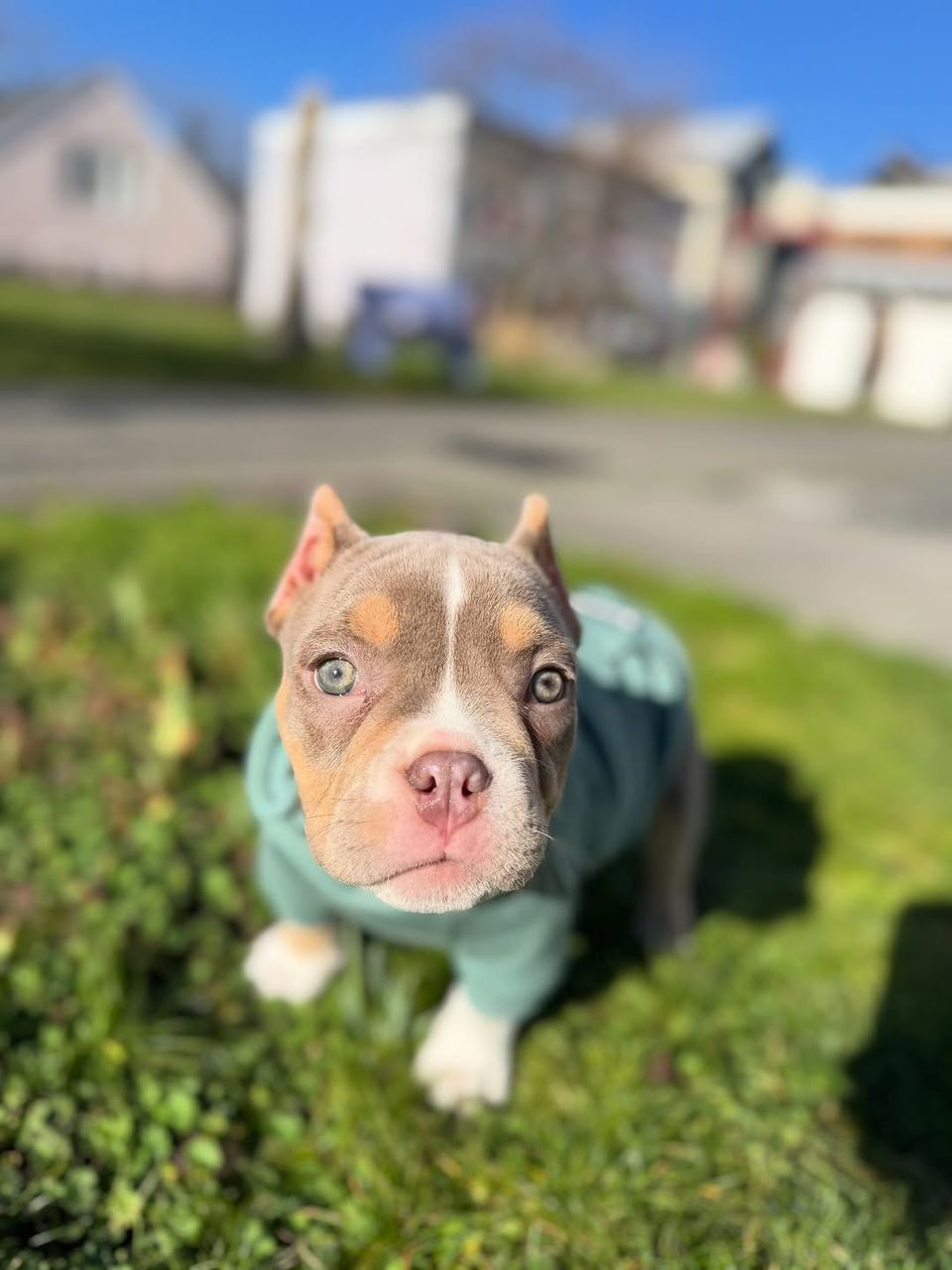koda