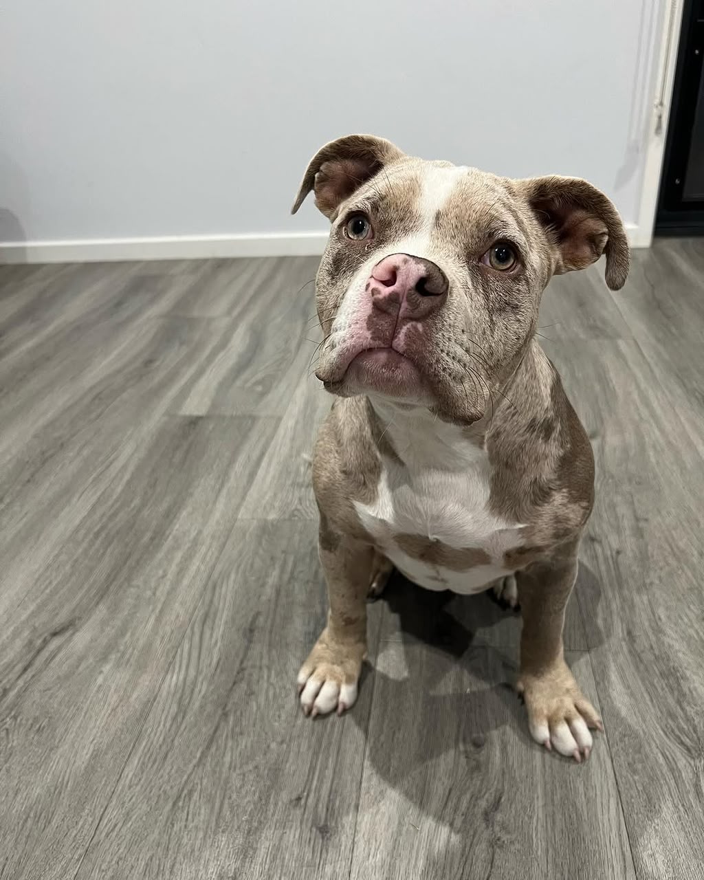 Bella
